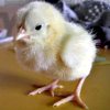 Polli, galline e altri volatili